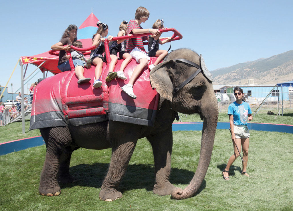 Davis fair-goers really dig dogs, trumpet elephant rides | News, Sports ...